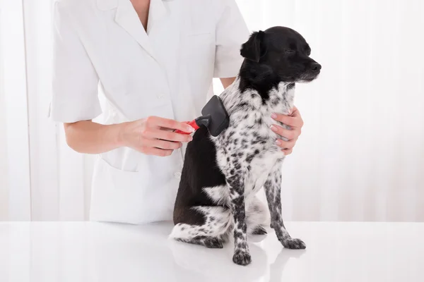 강아지의 머리를 손질 하는 수 의사 — 스톡 사진