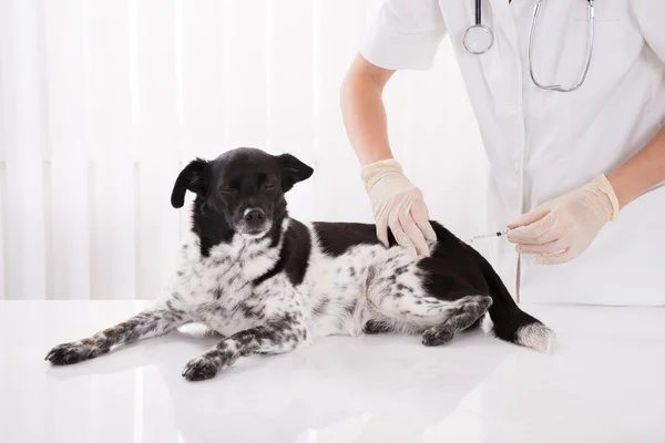 Veterinario che somministra un'iniezione al cane — Foto Stock