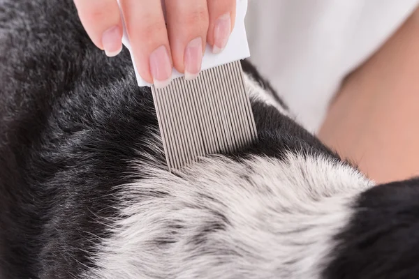 Vet Examining Dog's Hair With Comb — Stock Photo, Image