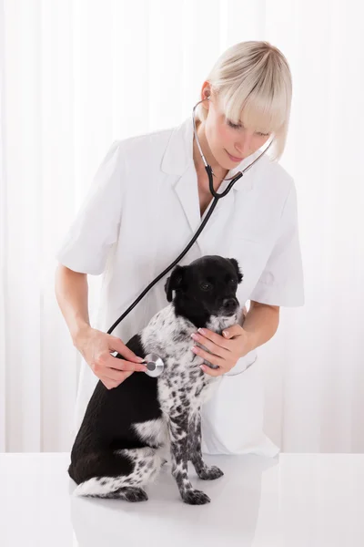 Mujer veterinaria examinando perro en el hospital — Foto de Stock