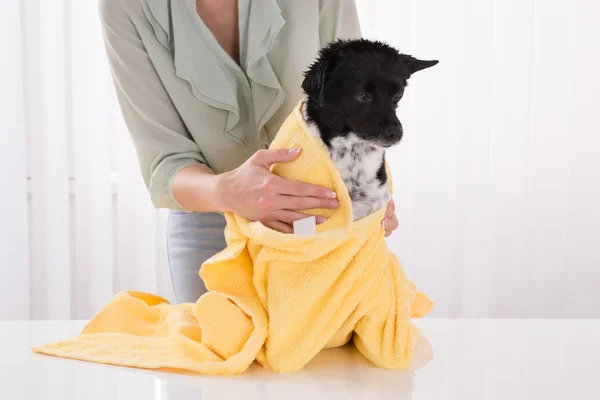 Mulher secando seu cão com toalha em casa — Fotografia de Stock