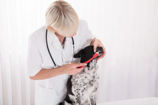 Dientes de perro de limpieza veterinaria femenina con cepillo de dientes — Foto de Stock