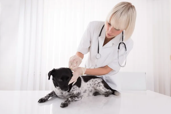 Orecchio del cane di pulizia del veterinario femminile — Foto Stock