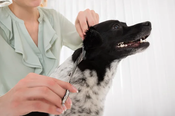 Femme coupe les cheveux de chien — Photo