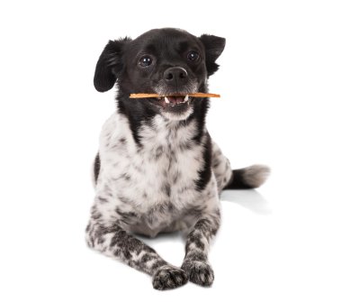 Ağzına bir sopayla köpek