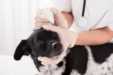 Köpeğin gözünde damla uygulamak veteriner