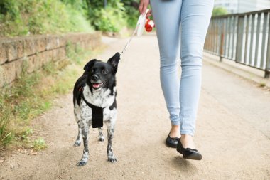 Köpeğiyle yürüyen bir kadın.