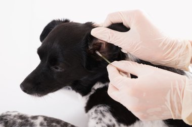 Veteriner temizlik köpeğin kulak