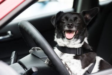 Arabada oturan köpek
