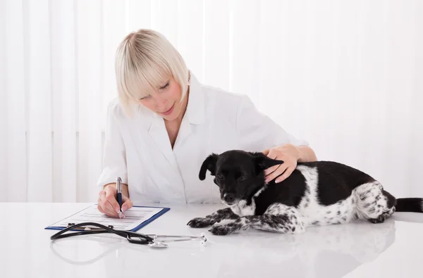 Prescrizione di scrittura veterinaria femminile per cane — Foto Stock