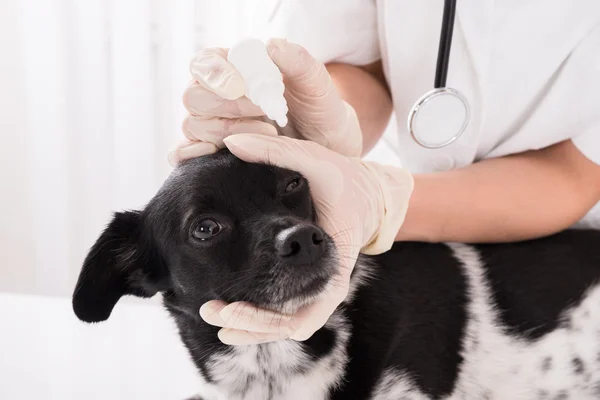 Veterinaria aplicando gota en el ojo de perro — Foto de Stock