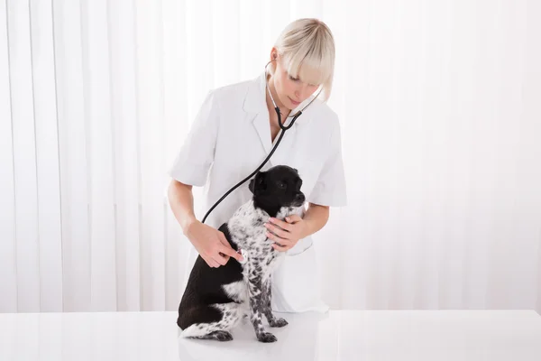 Mujer veterinaria examinando perro en el hospital — Foto de Stock