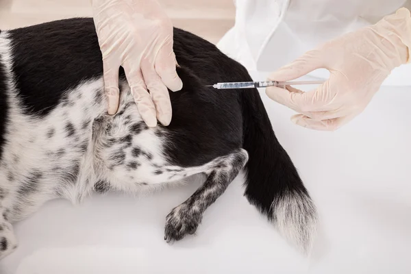 Veterinaria dando una inyección a perro — Foto de Stock