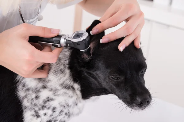 Veterinaria examinando el oído del perro — Foto de Stock