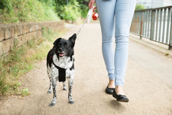 Mulher andando com seu cão — Fotografia de Stock