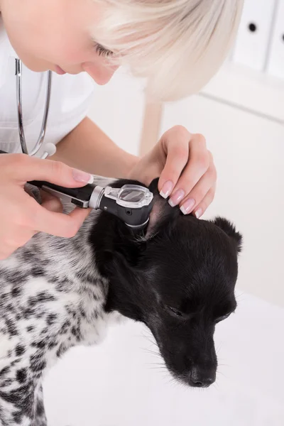 Veterinaria examinando el oído del perro — Foto de Stock