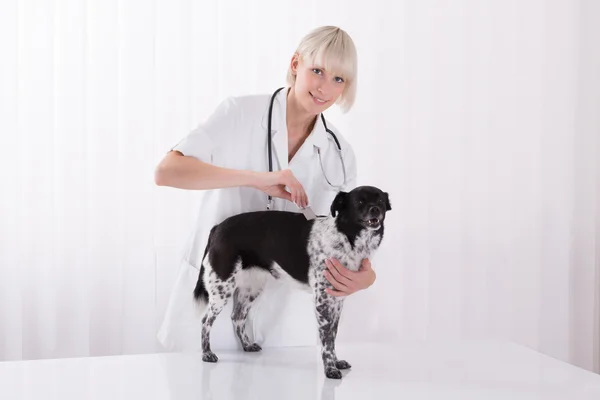 Veterinaria femenina examinando el pelo del perro con peine — Foto de Stock