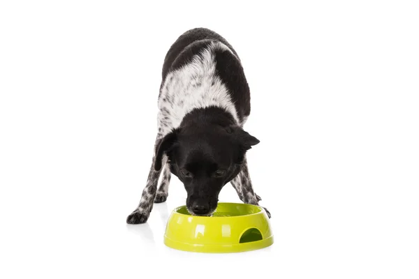 Собака їсть їжу з миски — стокове фото