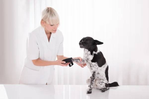 Veterinaria femenina poniendo vendaje en la pata del perro — Foto de Stock