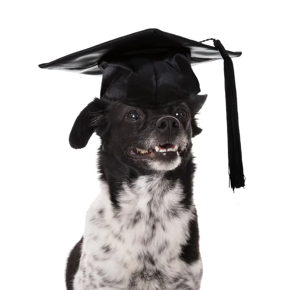 Graduated Dog Wearing Mortar Board — Stock Photo, Image