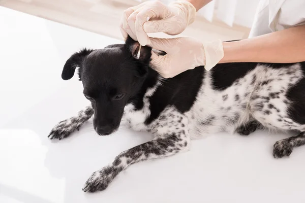 Oreja de perro de limpieza veterinaria —  Fotos de Stock