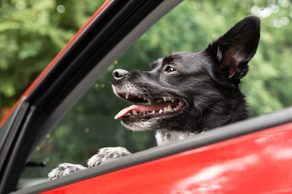 Собака, путешествие на автомобиле — стоковое фото