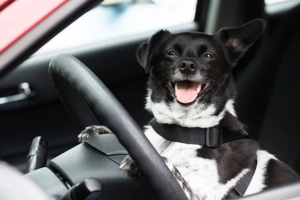 Cão sentado dentro do carro — Fotografia de Stock