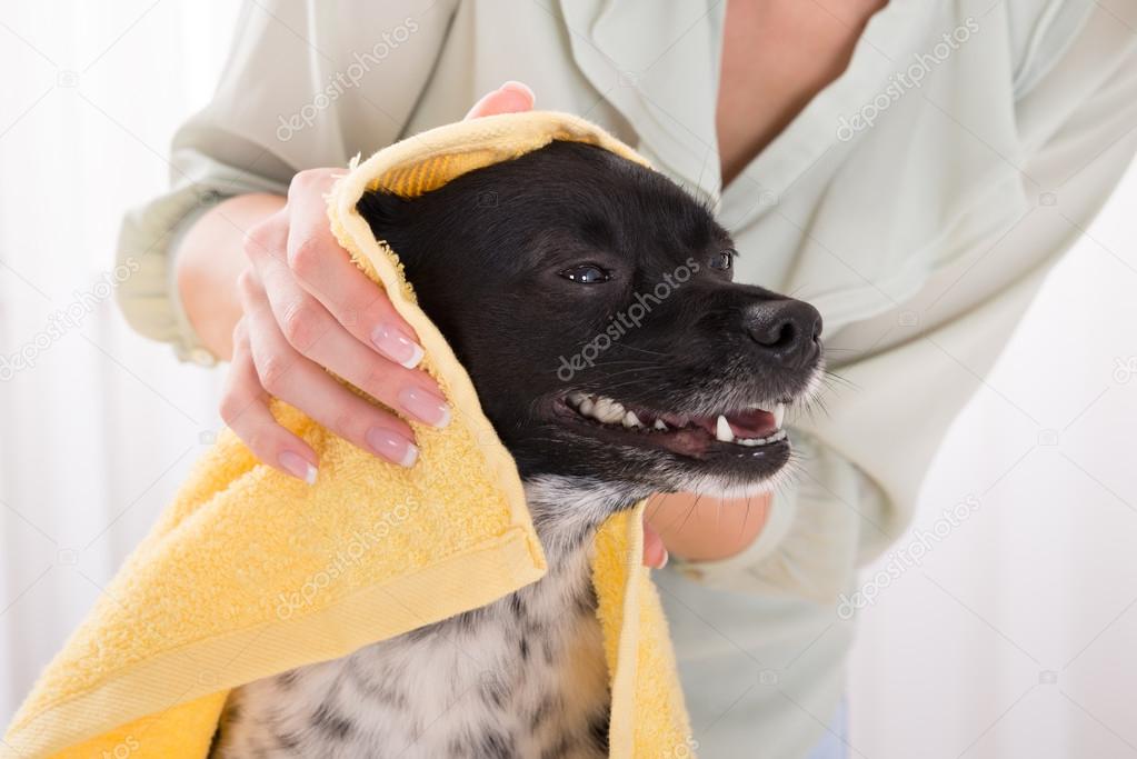 Woman Drying Her Dog With Towel At Home