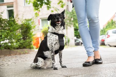 Köpeğiyle duran kadın