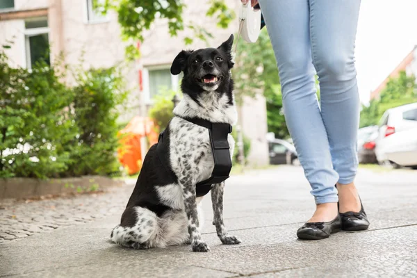 Woman Standing With Her Dog — Stock Photo, Image