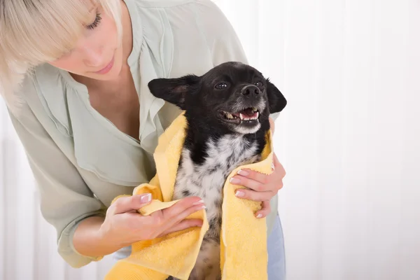 Mujer secando su perro con toalla en casa — Foto de Stock