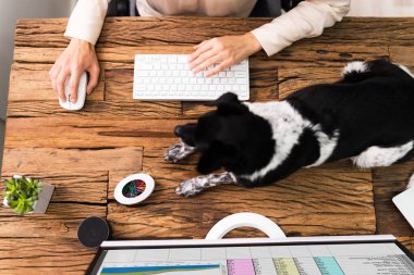Köpekle Bilgisayarda Çalışan İş Kadınları