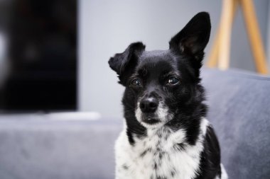 Evcil Köpek Jack Russel Teriyeri Koltukta