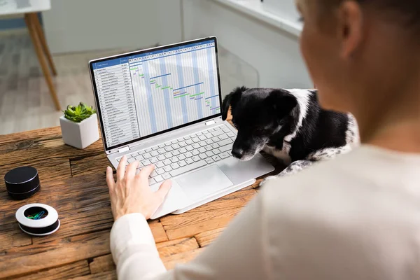 Woman Using Time Sheet Report On Computer With Dog