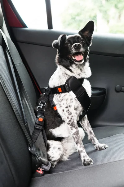 Dog With Safety Seatbelt In Car Seat