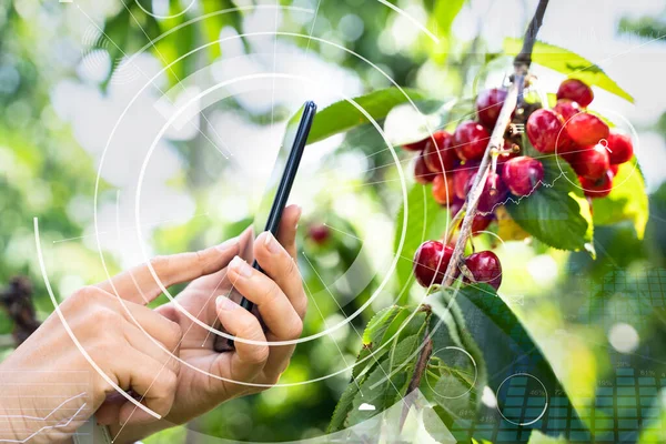 Agricultura Inteligente Aplicação Agricultura Tecnologia Digital Fazenda — Fotografia de Stock