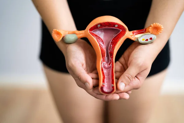 Sistemul Reproductiv Femeii Vagina Uterus Ginecologie Sănătate — Fotografie, imagine de stoc