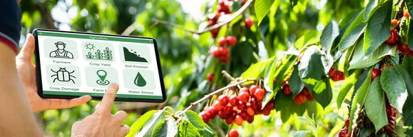 Smart Farming Digital Technology Agriculture App Auf Dem Bauernhof — Stockfoto