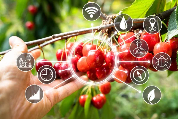 Tecnologia Della Frutta Agricola Sistema Agricoltura Precisione Sensore Intelligente — Foto Stock