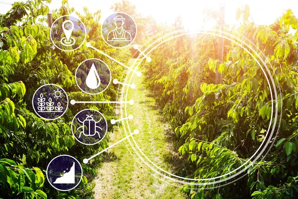 Smart Farming Digitale Landwirtschaft Auf Dem Bauernhof — Stockfoto