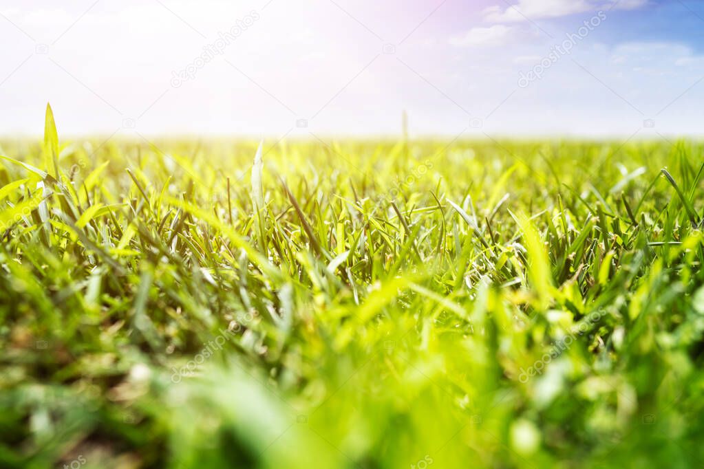 Green Grass Field In Summer. Nature Landscape