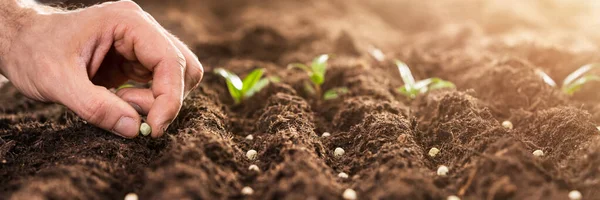 Blomsterfröplantan Trädgården Eller Gården Sapling Tillväxt — Stockfoto