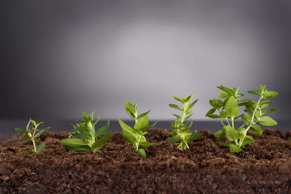 Plantes vertes poussant dans le sol — Photo