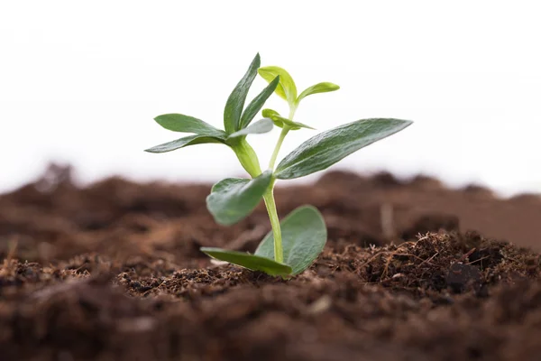 Sapling representing business growth — Stock Photo, Image