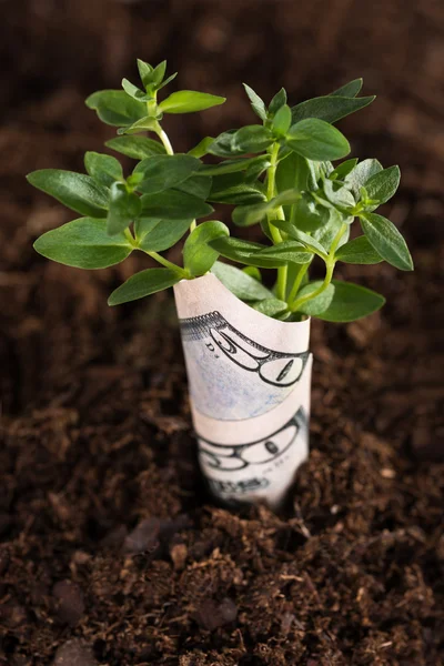 Money growing from soil — Stock Photo, Image