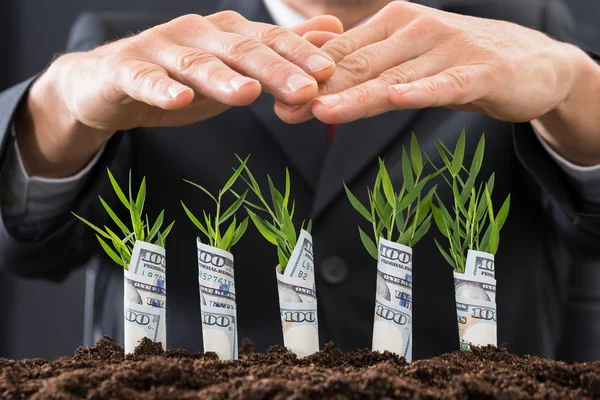 Empresario Protegiendo a Sapling — Foto de Stock