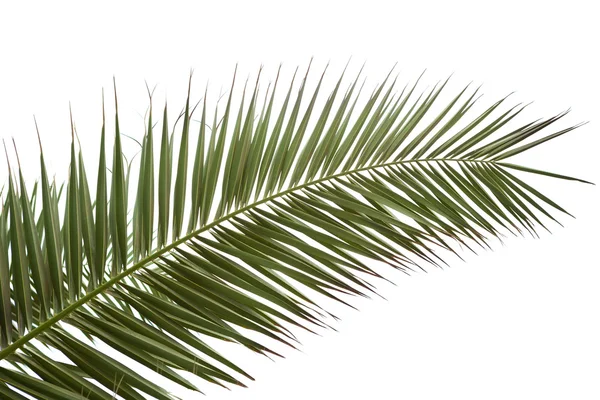 Green palm leaf — Stock Photo, Image