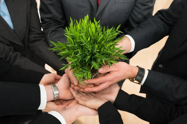 Empresários Holding Plant — Fotografia de Stock