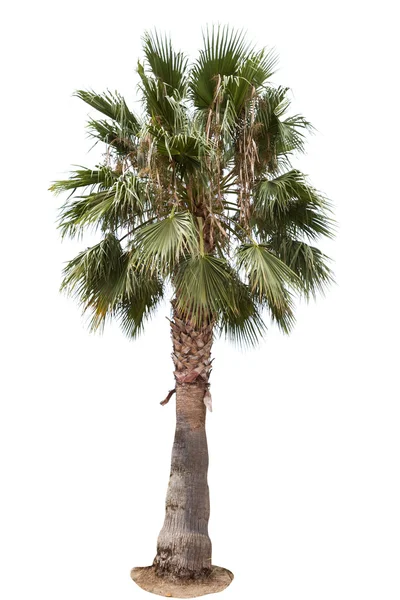 Date Palm Tree — Stock Photo, Image