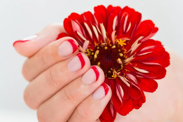 Vrouwelijke Hand met Manicure nagel houden Gerbera — Stockfoto